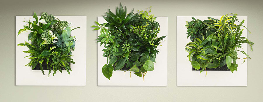 Groene wand en Levend planten schilderij