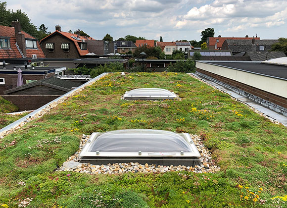 Sedum kopen Groendak plaatsen woonhuis