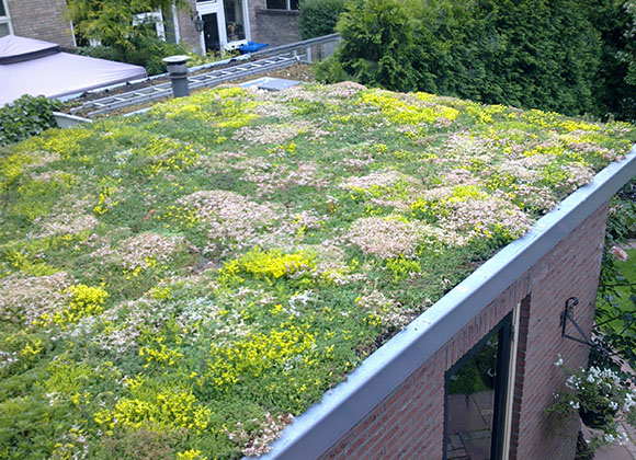 Kopen Groendak zelf plaatsen thuis