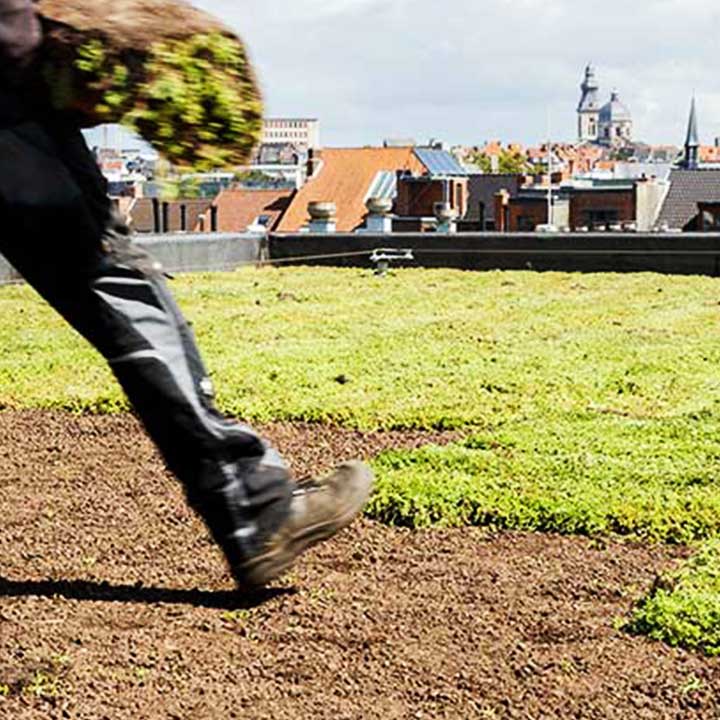 Aanleggen extensief groendak