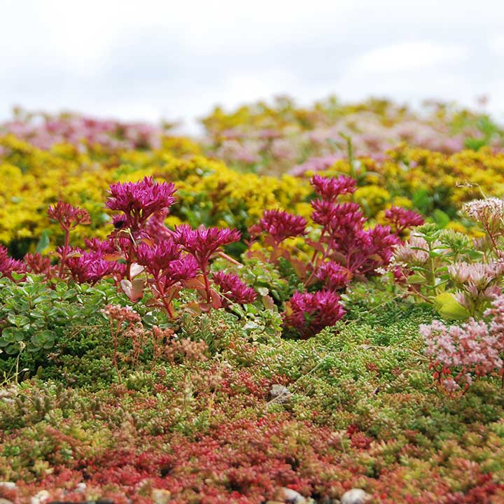 extensief groendak biodiversiteit sedummatten