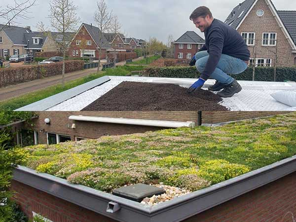 Offerteaanvraag sedum groen dak