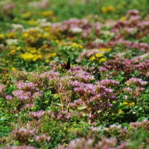 Subsidie-groendak-aanvragen Subsidie groendak aanvragen