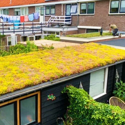 Extensief groendak sedum premium pakket