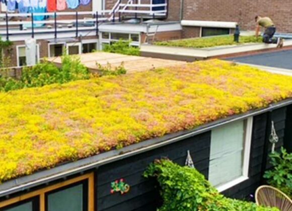 Extensief groendak sedum premium pakket