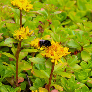 Bij op Sedum planten vetkruid