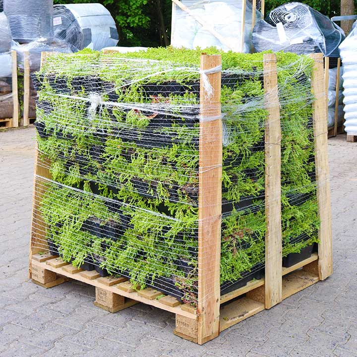 Sedumtrays cassettes op pallet voor groen dak