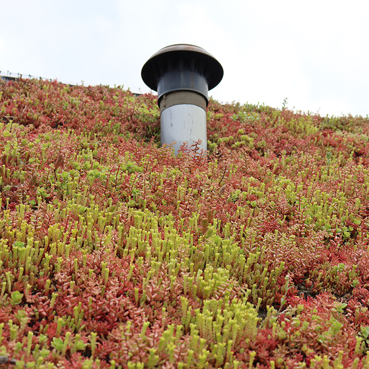 planten groendak