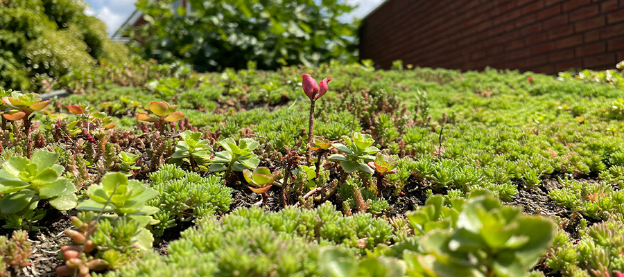 sedum in alle seizoenen