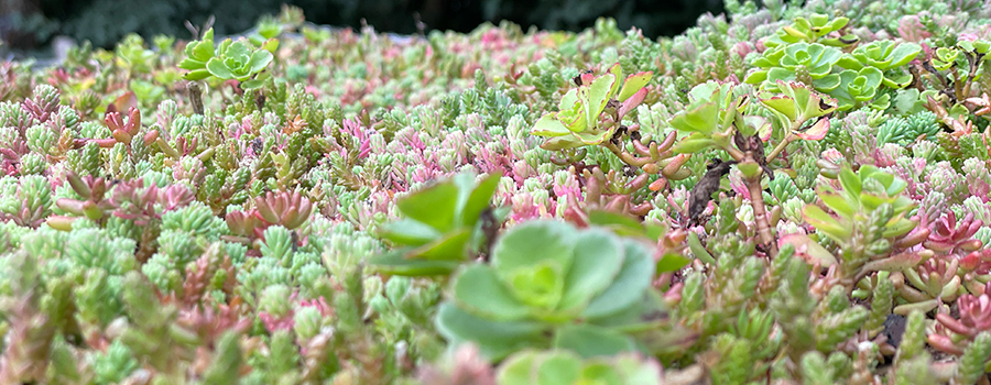 Sedumdak close up plantjes sedum