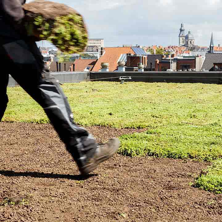 Kun je/Kan ik op sedum lopen groen dak