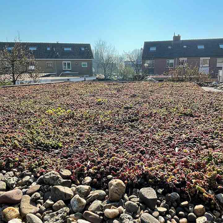 Groen daken fotos klanten sedum seizoen