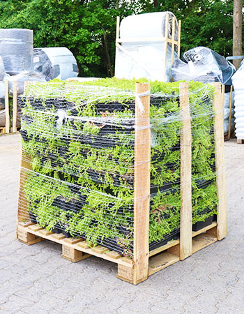 Transport SedumSpecialist_0000_Sedum Cassettes op palet Transport SedumSpecialist_0000_Sedum Cassettes op palet
