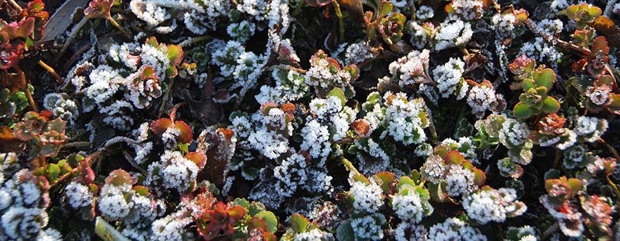 Sedumdak in de winter met sneeuw