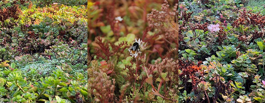 Sedumdak kleuren in de herfst