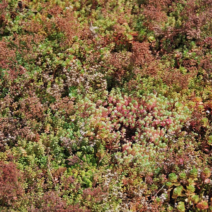 sedumdak in het najaar herfst