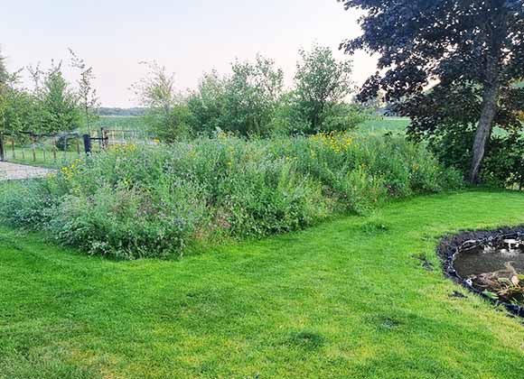 sedum kruiden in de tuin op talud als bodembedekker