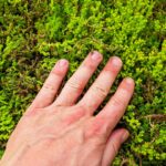 Sedum als bodembedekker in de tuin