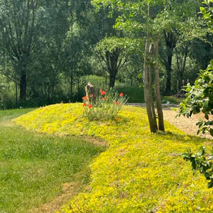 sedum bodembedekker voor in de tuin