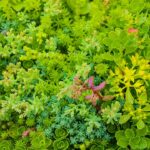 Sedum voor in de tuin close up