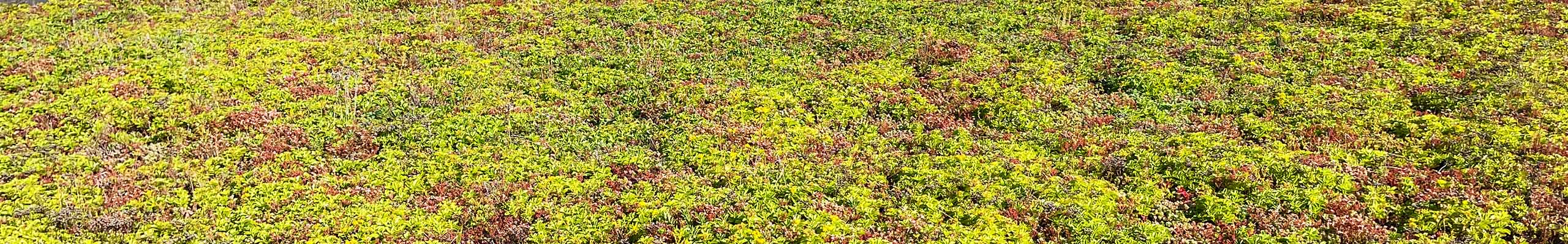 Sedummatten in de tuin als bodembedekker