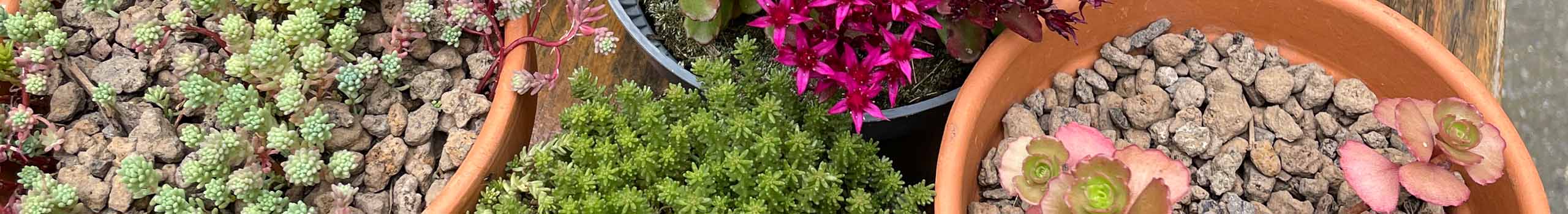 Sedum in je tuin reservebank