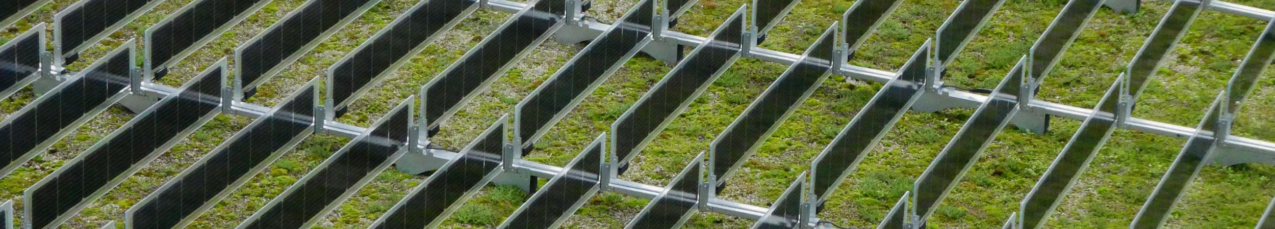 Groendak in combinatie met PV systemen