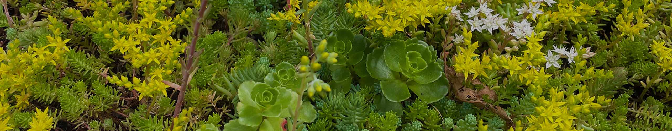 Keuze hulp online sedumspecialist