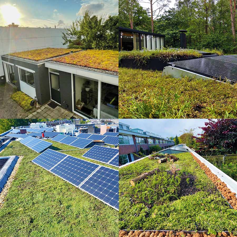 Sedumdak uitleg over sedum en groene daken Sedumdak uitleg over sedum en groene daken