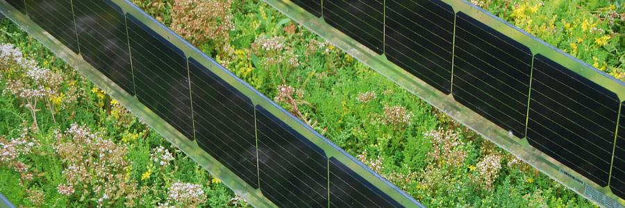 Verticale zonnepanelen met sedumdak
