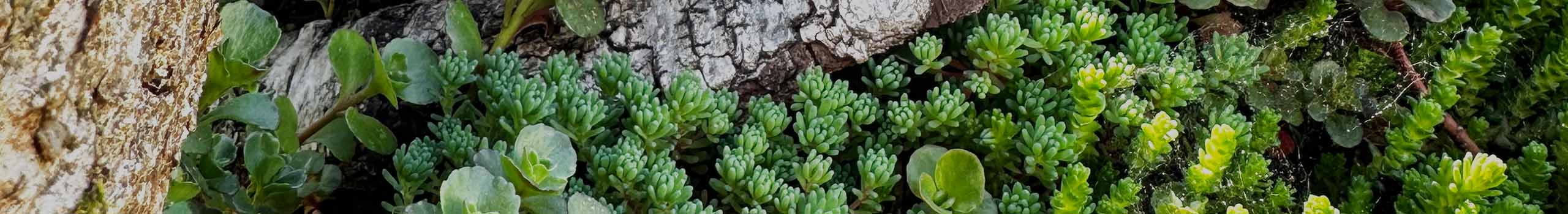 Onderhoud van een sedumdak of een groendak