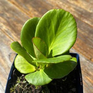 Bergenia Cordifolia Schoenlappersplant schaduwdak