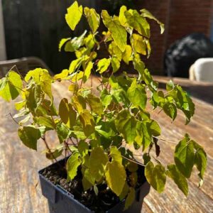 Epimedium Grand Lilafee - Elfenbloem schaduwdak