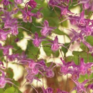 Epimedium Grand Lilafee Elfenbloem in bloei schaduwdak