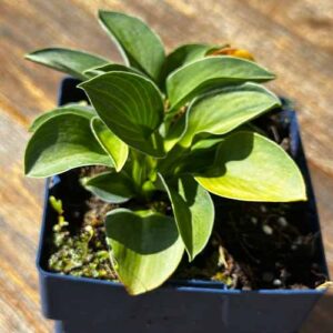 Hosta Blue Mouse Ears Schaduwdak