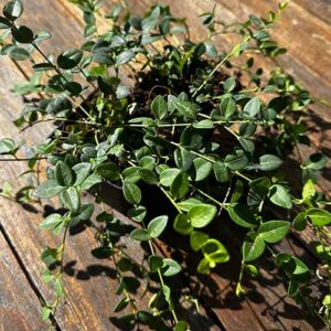 Vinca Minor Kleine Maagdenpalm Schaduwdak