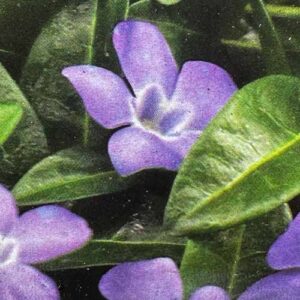 Vinca Minor Kleine Maagdenpalm in bloei schaduw dak beplanting