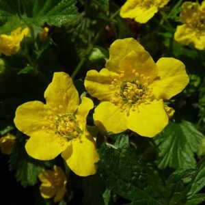 Waldsteinia Ternata - Goudaardbei in bloei