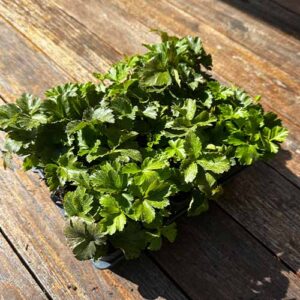 Waldsteinia Ternata - Goudaardbei schaduw dak beplanting