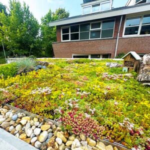 Groen dak met sedum half in bloei juli