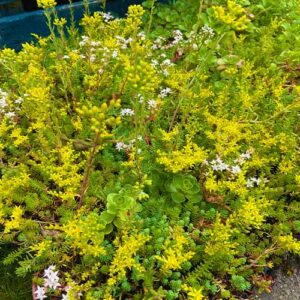 Sedum Cassette half in bloei in juni