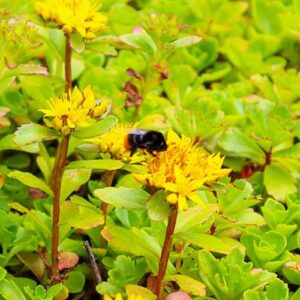 Sedumdak Biodiversiteit goed voor Bijen en vlinders