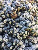 Sedum in de winter tip van de SedumSpecialist