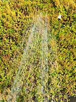 Geef je groene dak voldoende water Geef je groene dak voldoende water