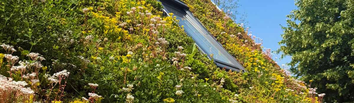 Irrigatie bewateringssysteem noodzakelijk bij hellend groendak of sedumdak