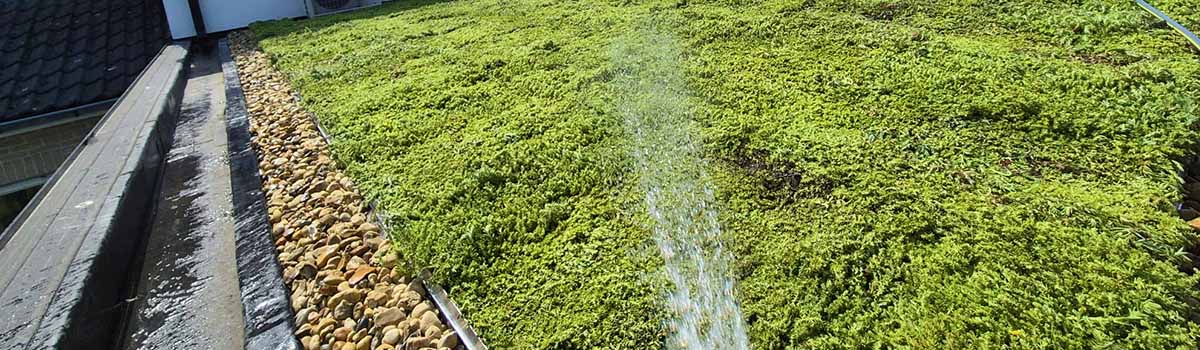 Net aangelegd sedumdak water geven