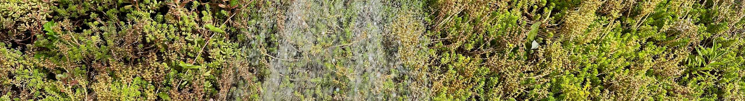 Regenwater en sedum op een groendak