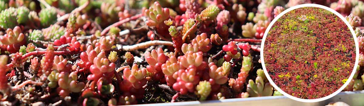 Sedum in hitte stress door te weinig water
